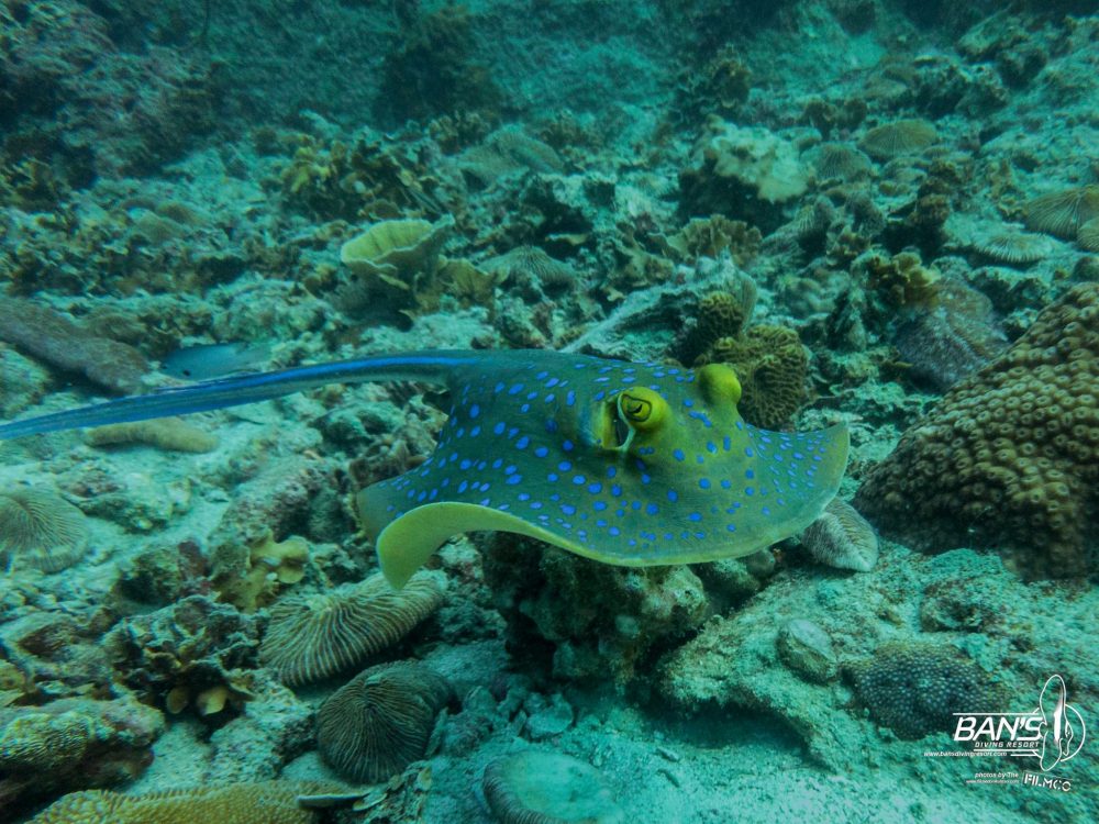 10623757_1105885036122968_1657425263668794533_o (1)