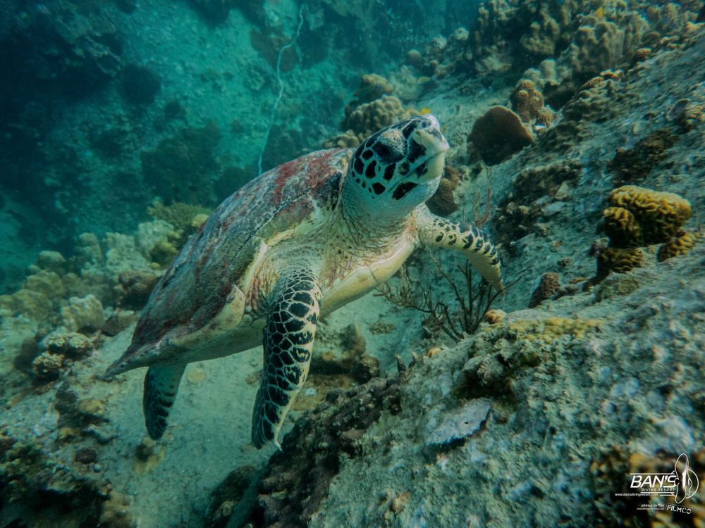 12496013_1105884929456312_7688193518779553934_o