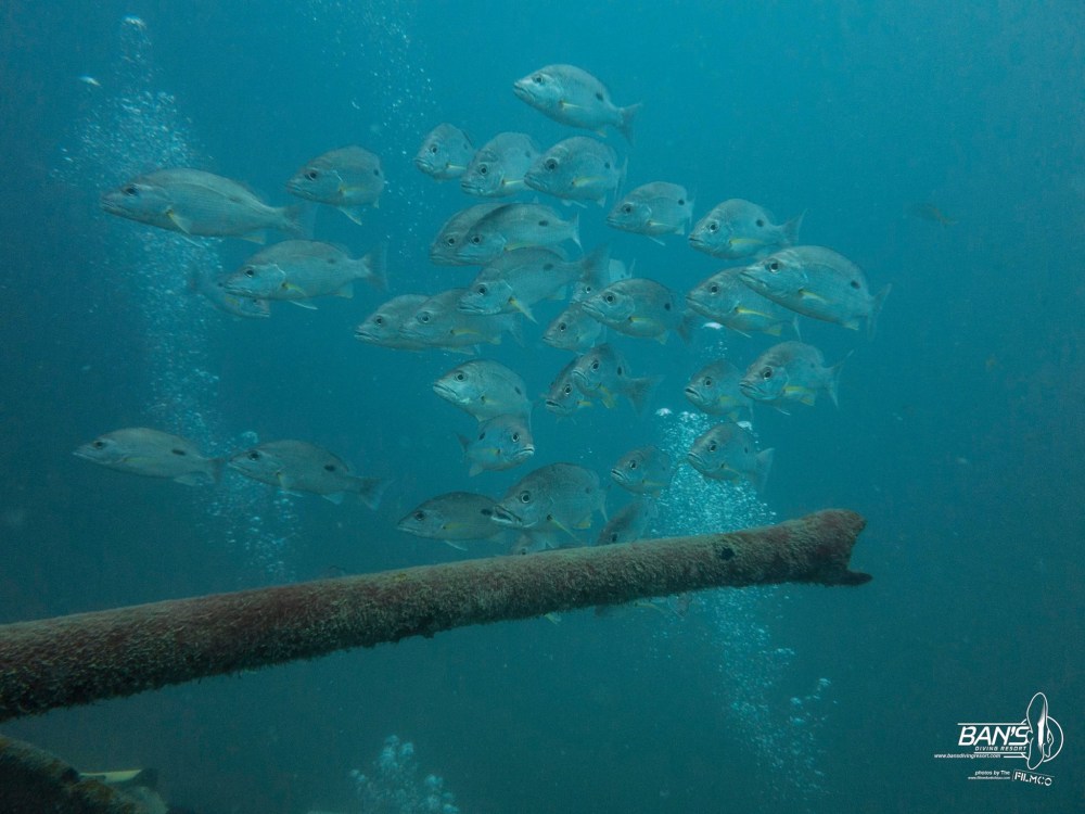 12885801_1105884659456339_876593006130805560_o