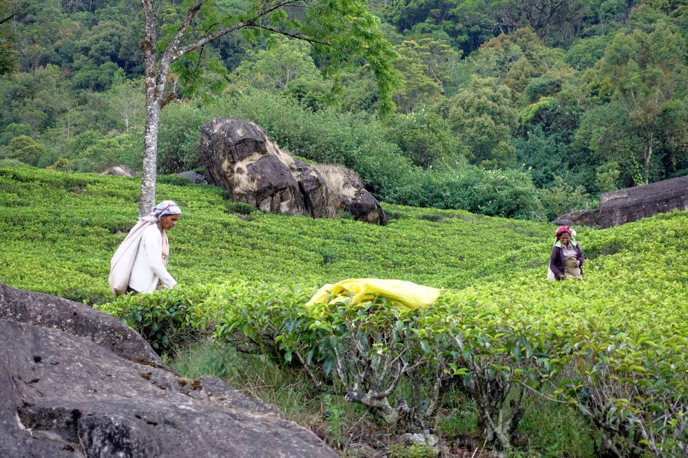 Nuwara-Eliya_010