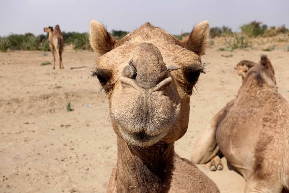 Thar-Desert-Safari_002