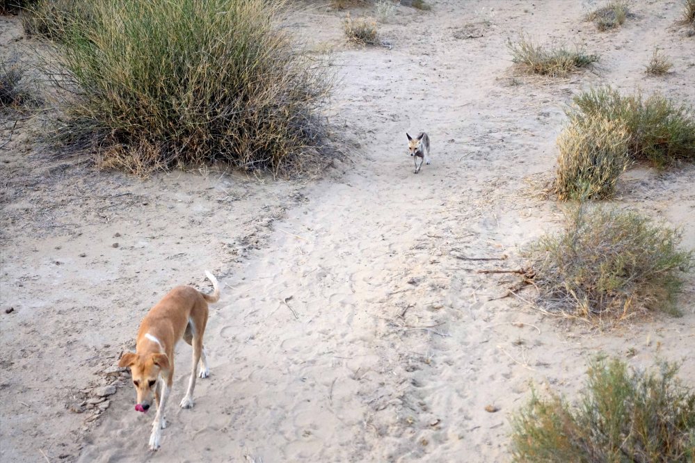 Thar-Desert-Safari_014