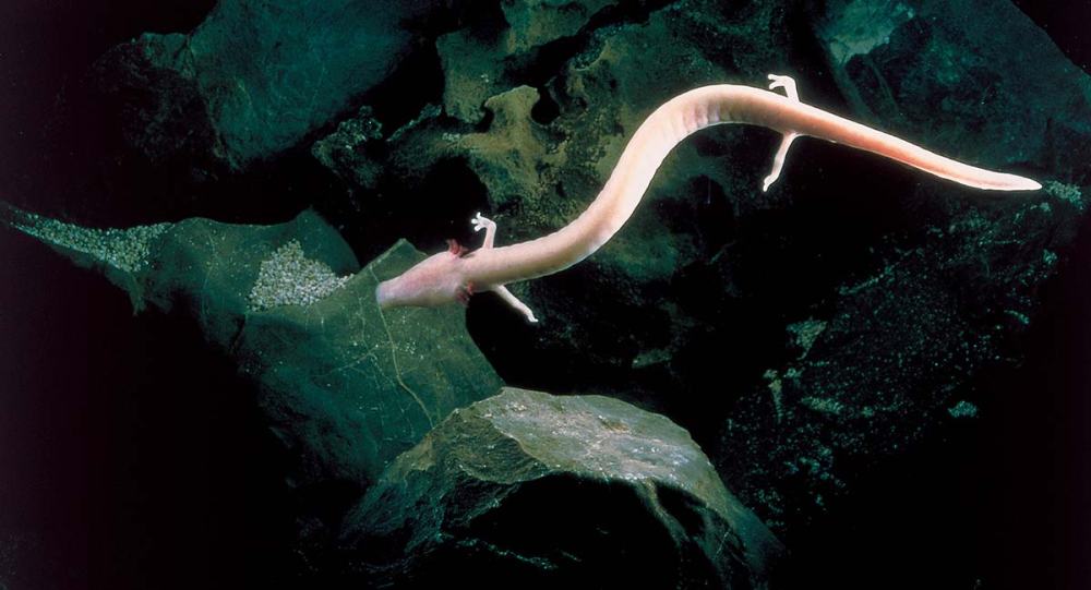 postojna-cave-proteus